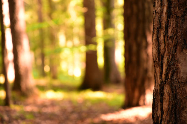 istock Blurred view of pine forest 1167750823
