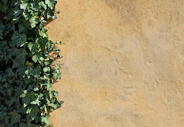 istock Natural background with empty yellow wall and climbing ivy. 1167752950