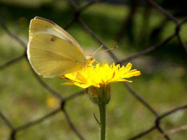 istock white butterfly on yellow flower 1167753281