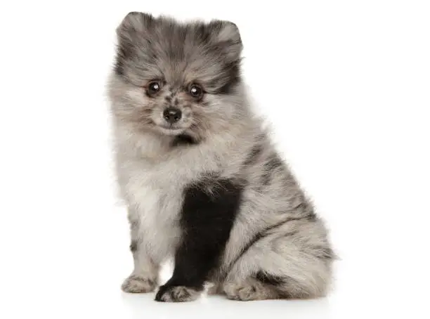 Adorable Pomeranian Spitz puppy sitting on white background