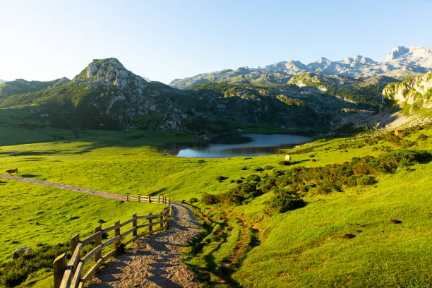 istock Cows grazing in highland pastures of Covadonga 1167753438