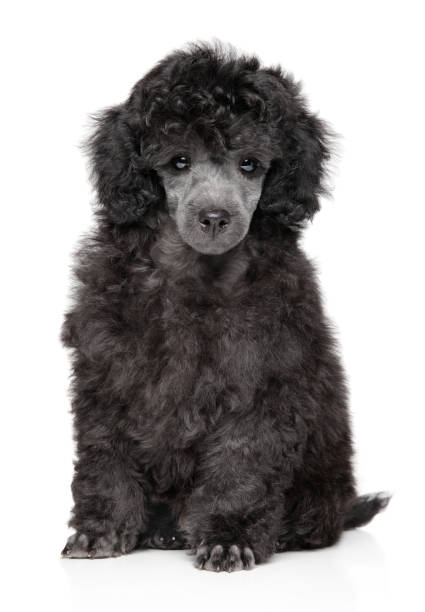istock Toy poodle puppy on white background 1167753544