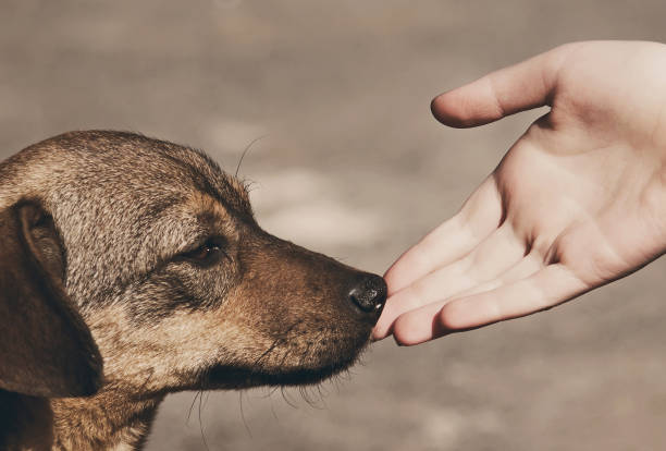 istock Child hand and lonely homeless dog 1167753613