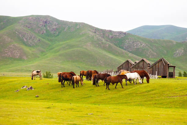 Herd of Mongolian horses in the Orkhlon Valley.