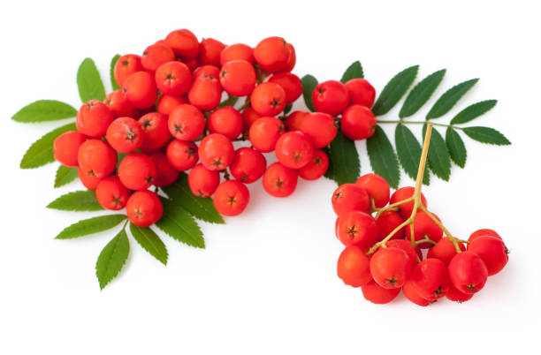 istock Ripe red rowan isolated on white background 1167754840