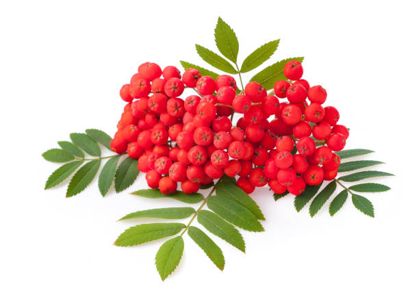 istock Rowan red berries and a sheet isolated on white background 1167754842