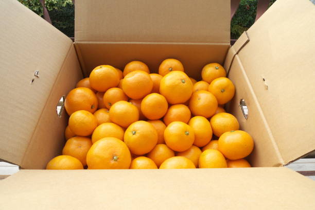istock Fresh mandarin oranges from farm in the box 1167757182