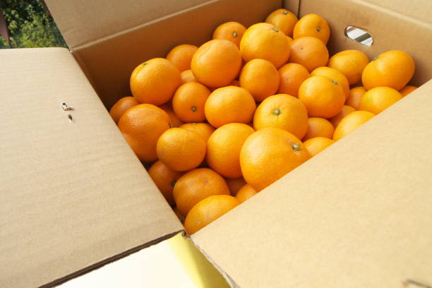 istock Fresh mandarin oranges from farm in the box 1167757239