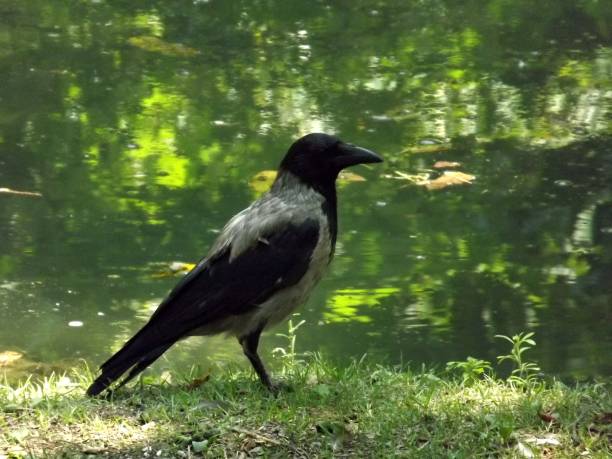istock a black bird with a black beak 1167757666
