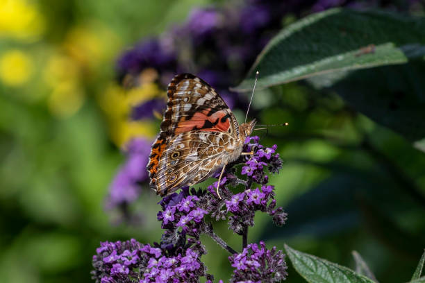 istock Butterfly on flower in botanical garden 1167758567