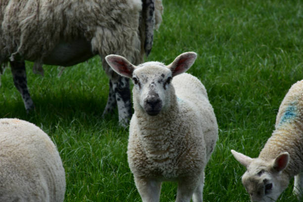 istock Cute Beulah Speckled Face Lamb 1167758987