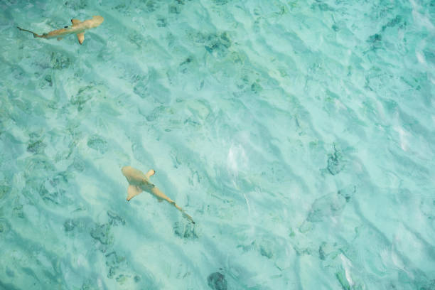 istock Shark near the shore, Maldives 1167759043