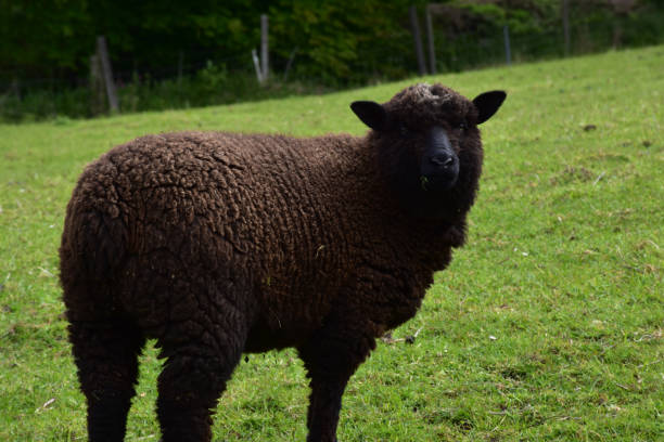 istock Brown Romney Sheep in a Field 1167759247
