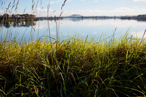 istock Auckland city scenes 1167760845