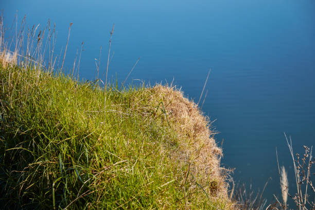 An abstract look at grass on the edge of a lake