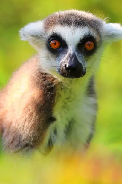 Photo of Detail portrait adult ring-tailed lemur