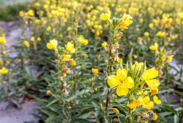 Closeup of yellow blooming common evening-primrose or Oenothera biennis plants in the field of a specialized Dutch plant nursery. The photo was taken on a sunny morning in the summer season.