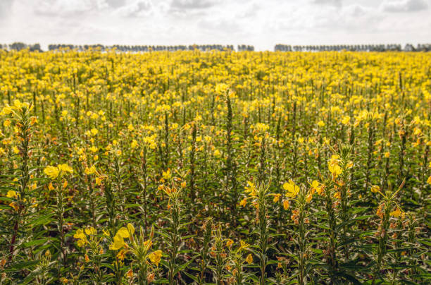 plantas comuns de florescência amarelas da noite-primrose no campo - 5440 - fotografias e filmes do acervo