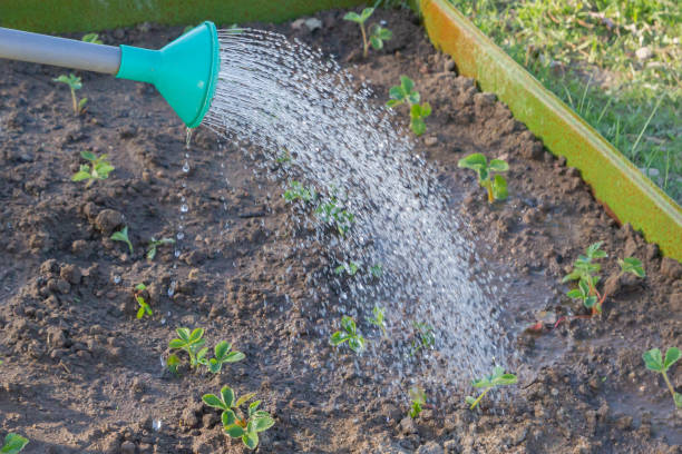 istock Watering beds in the garden with watering cans 1167762983
