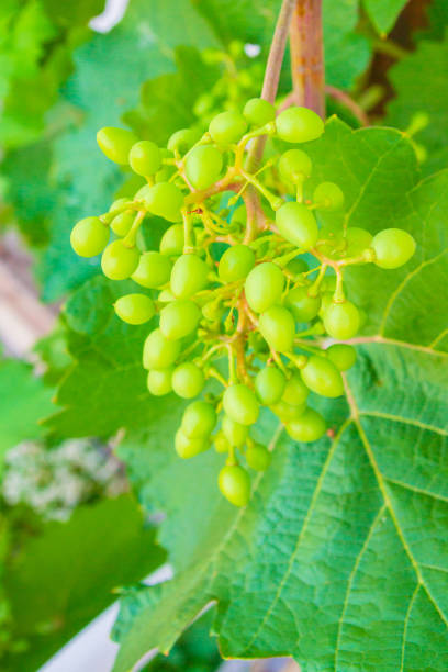Home grapes growing on a spiral staircase in the summer