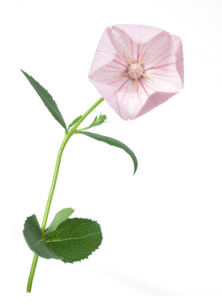 istock grandiflorus flower 1167765929