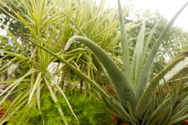 Spiky Agave variegated plant (Agave tequilana) with water on leaves after rainfall. Sprinkle drizzle mist shower of raindrops on Tree leaves. Rain drops precipitation rainwater. Wet weather background
