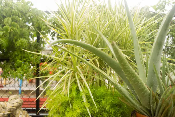 Spiky Agave variegated plant (Agave tequilana) with water on leaves after rainfall. Sprinkle drizzle mist shower of raindrops on Tree leaves. Rain drops precipitation rainwater. Wet weather background