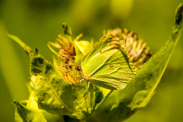 brimstone butterfly on a thistle flower