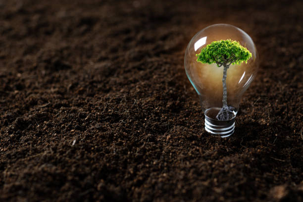 istock Save energy power and protect world by plant tree, sapling growing up in light bulb 1167768857
