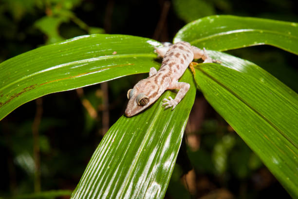 istock Gecko on a leaf at night in rainforest 1167769281