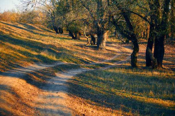 Autumn forest - beautiful wild landscape, bright sunlight and shadows at sunset, golden fallen leaves and branches, nature and season details.