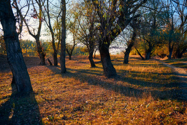 Autumn forest - beautiful wild landscape, bright sunlight and shadows at sunset, golden fallen leaves and branches, nature and season details.