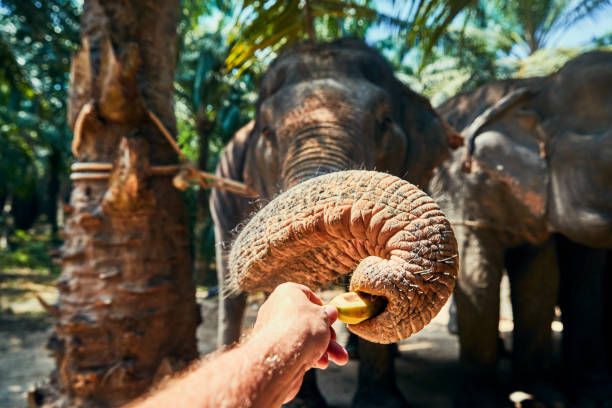 istock Man feeding bananas to an Asian elephant at a sanctuary 1167770376