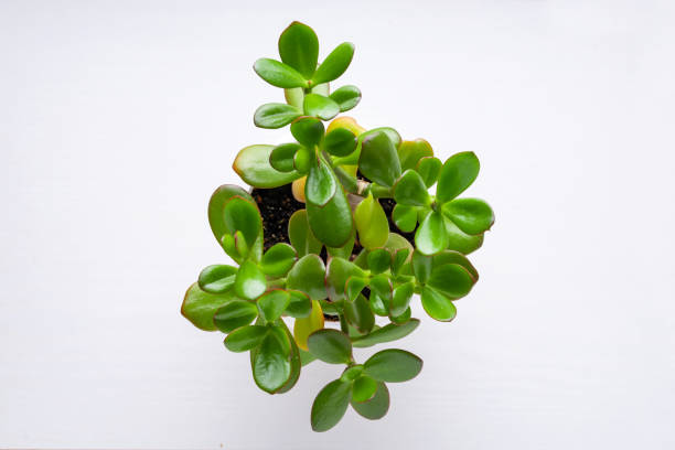 istock Succulent houseplant Crassula in a pot on a white background 1167770923