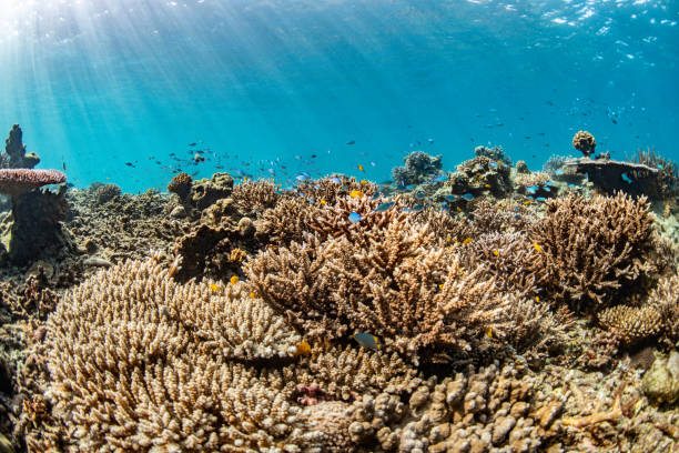 istock group of coral reefs underwater with sun beam 1167771060