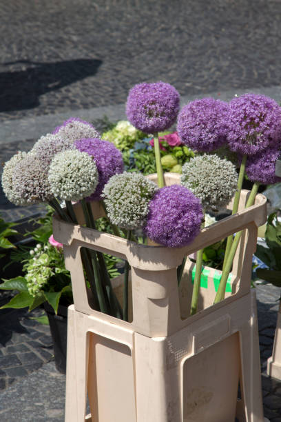 istock Flowers in Market Square, Mainz 1167772621
