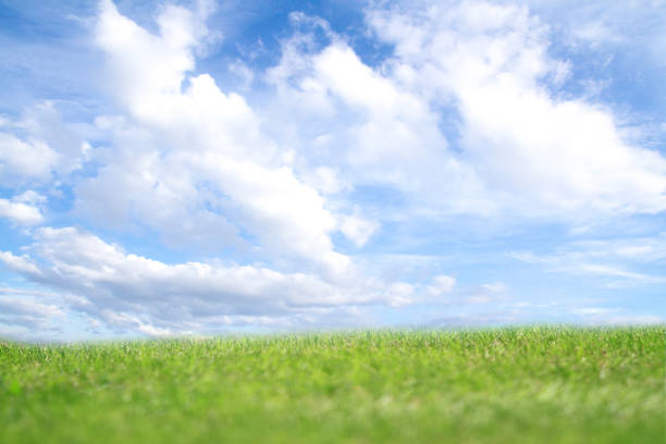 istock Green field and blue sky background.Green grass and blue sky with white clouds 1167772818