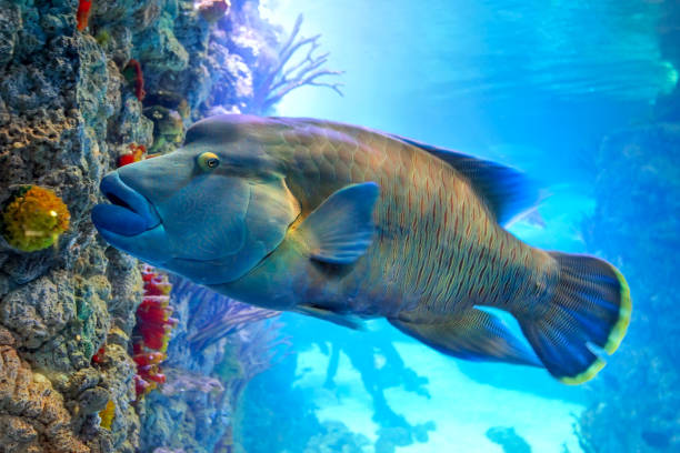 Fish Napoleon Wrasse (Cheilinus undulatus) in patches of sunlight on coral reef Fish Napoleon Wrasse (Cheilinus undulatus) in solar patches of light on a coral reef humphead wrasse stock pictures, royalty-free photos & images