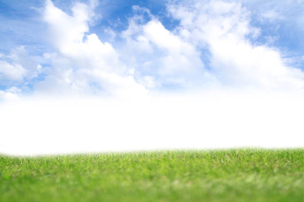 istock Green field and blue sky background.Green grass and blue sky with white clouds 1167772885