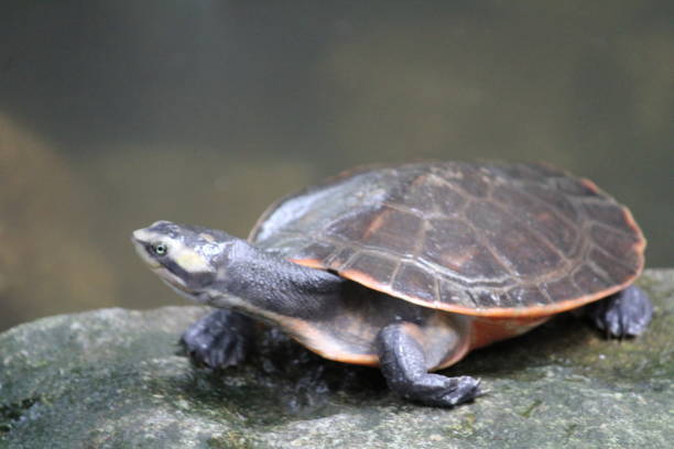 istock Portrait of a turtle 1167773190