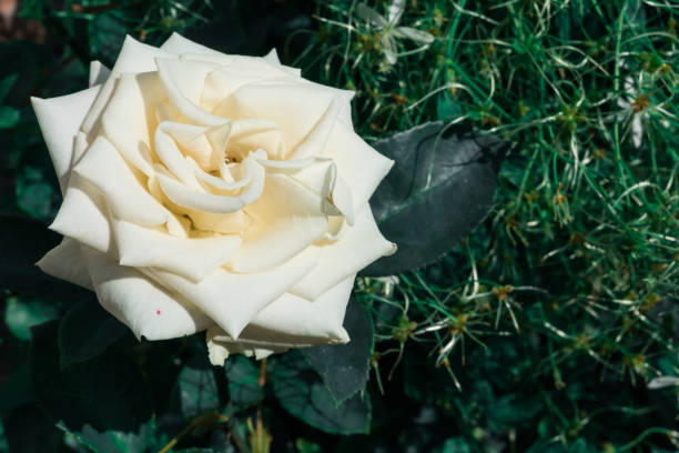 istock One white rose in the garden. Rosebud. Beautiful flowers. 1167774792
