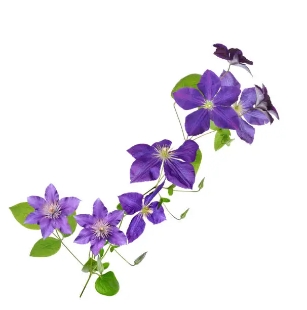 beautiful purple clematis flower  isolated on white