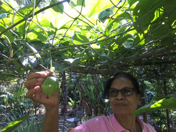 istock Old Asian Thai woman with fresh green raw passion fruit on the tree 1167780951