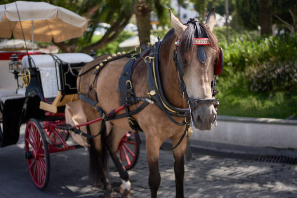 istock Andalusian carriage with horse 1167781237