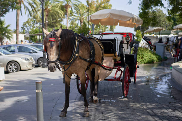 istock Andalusian carriage with horse 1167781294