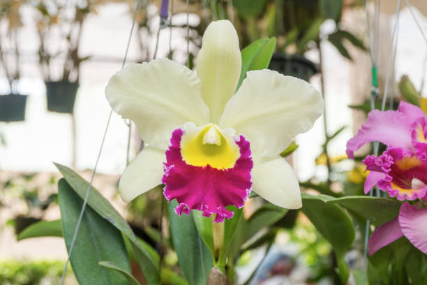 istock blooming white cattleya orchid flower 1167781661