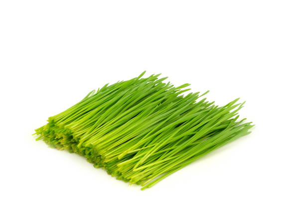 pile of cutting wheat grass for making juice on white background