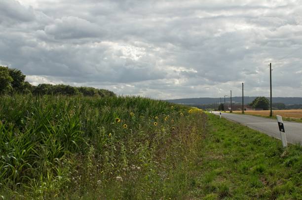 istock country road along a cornfield 1167782861