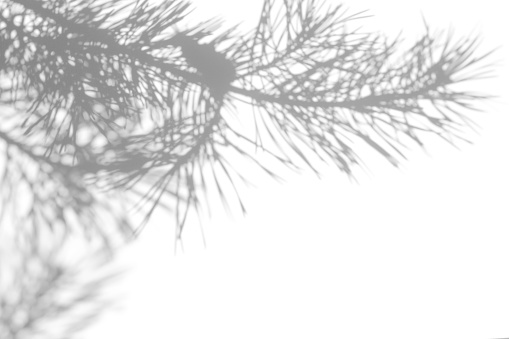 Gray shadow of natural pine tree brunch on a white wall. Abstract neutral nature concept blurred background. Space for text. Overlay effect for photo, mock-ups, posters, stationary, wall art, design