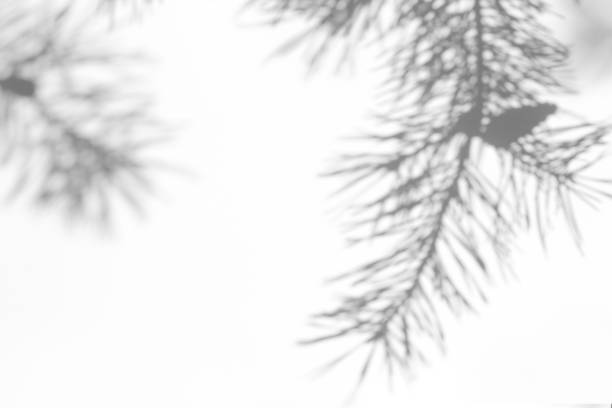 istock shadow of natural pine tree brunch on a white wall 1167782944